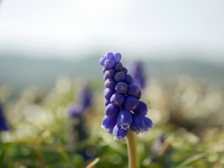 Muscari in spring close up