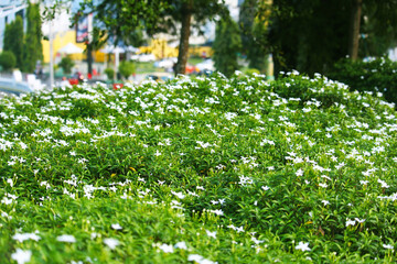 Green plants and white flowers in the city center of South Sulawesi Soppeng INDONESIA, March 14,2021