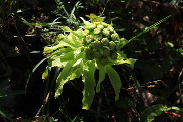 山菜　フキノトウの花