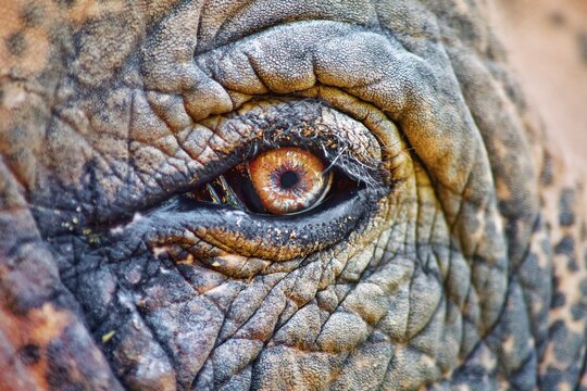 Elefantenaugen Bilder – Durchsuchen 20,885 Archivfotos, Vektorgrafiken