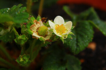 イチゴの花