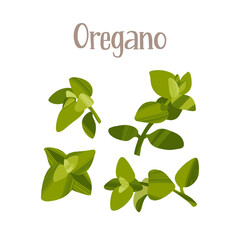 Spicy herbs for cooking. Fresh oregano. Healthy nutrition product.