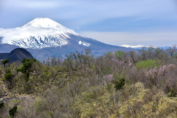 箱根明神ヶ岳からのぞむ春の富士山と南アルプス