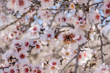 Close-up photo of pink white almond tree flowers