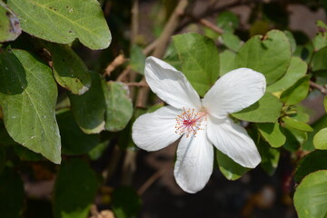 花弁