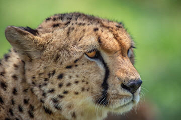 Portrait of a wild cheetah. Close-up.