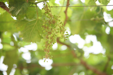 growing grape fruit plant tree in vineyard farm