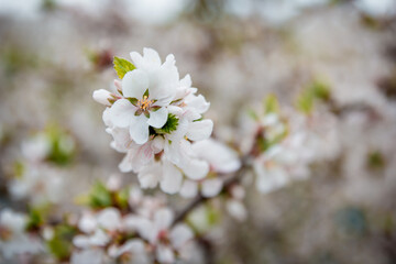 Spring blossom background. Beautiful nature scene with blooming tree and sun flare. Sunny day. Spring flowers. Beautiful Orchard. Abstract blurred background. Cherry or sakura blossoms. Springtime