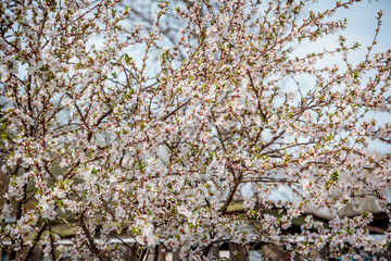 cherry branch in spring
