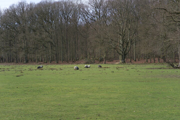 Wildpark Dülmen