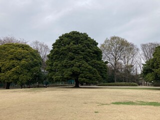 trees in the park