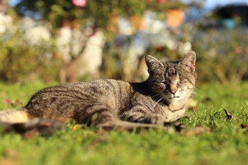 Naklejka na ściany i meble Beautiful striped cat in the garden on green grass