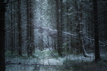 winter coniferous forest