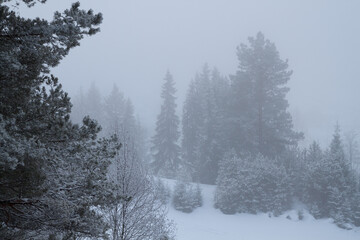 winter coniferous forest in the fog