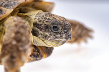 Small domestic turtle close-up on a white background.