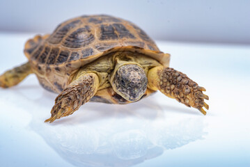 Small domestic turtle close-up on a white background.