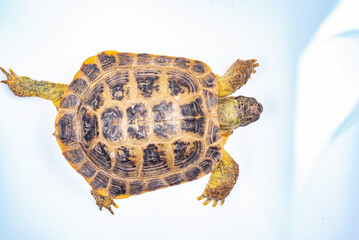 Small domestic turtle close-up on a white background.