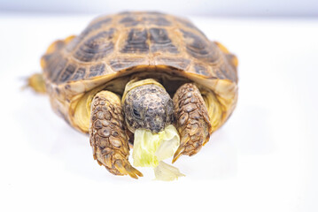 Small domestic turtle close-up on a white background.