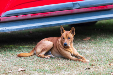 Dog lay down on the green grass of garden.