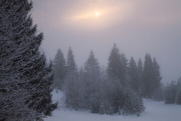 winter forest in the fog at dawn