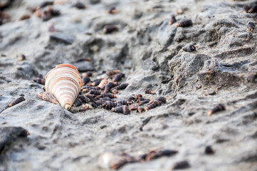 snail on the sand