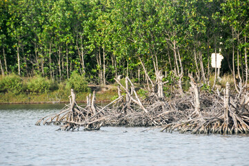reeds on the river