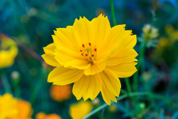 Yelllow camomile or chamomile flower with yellow pollen in macro shot. and copy space.
