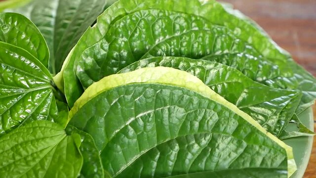 Close Up Fooatge of Wildbetal Leafbush (Piper sarmentosum Roxb.), Mostly Served With Thai Food, It has Specific Smell and Benefits for Health