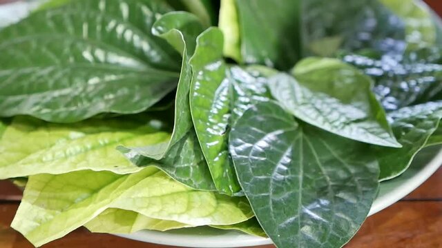 Close Up Fooatge of Wildbetal Leafbush (Piper sarmentosum Roxb.), Mostly Served With Thai Food, It has Specific Smell and Benefits for Health