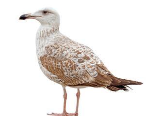 White and grey seagull