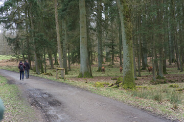 Obraz premium Rotwild Wildpark Dülmen