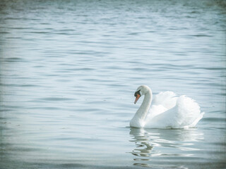 Naklejka na ściany i meble Graceful white swan (Cygnus olor) swimming on a lake or sea