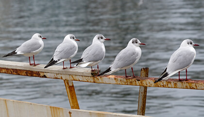 Marine gulls on rest