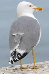 White and grey seagull