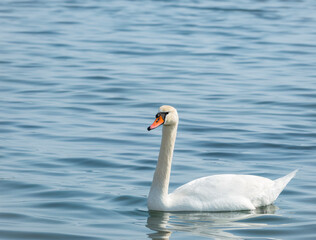 Two graceful white swans (Cygnus olor) swimming on a lake or sea