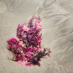 Pink seaweed washed ashore on a sandy beach. Artistic, abstract view from above. Square format. © Avril