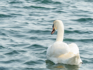 Graceful white swan (Cygnus olor) swimming on a lake or sea