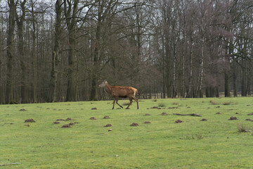 Rotwild Wildpark Dülmen