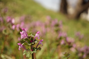 ホトケノザ　春の花　野草　マクロ