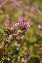 ホトケノザ　春の花　野草　マクロ
