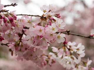 Fototapeta na wymiar 柏原の山に咲くピンク色の桜