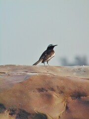 bird on a rock