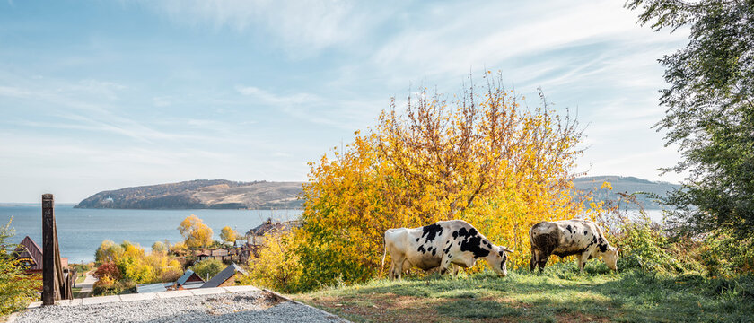 Two black and white cows graze in a Russian village against the background of the Volga River
