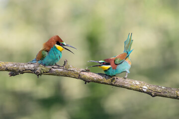 The challenge (Merops apister)