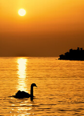 A swan swimming at sunrise in the light of the sun