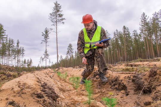 A forest engineer checks a plot of pine saplings. The concept of reforestation after deforestation in forestry.