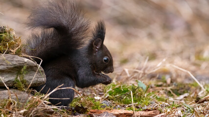 eichhörnchen, tier, säugetier, natur, wild lebende tiere, nager, wild