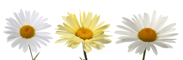 Obraz premium Camomiles isolated on white