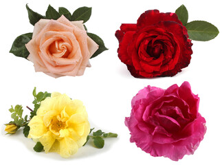 Different color roses set