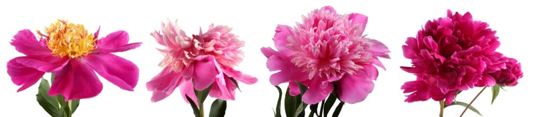 Different peony flowers set